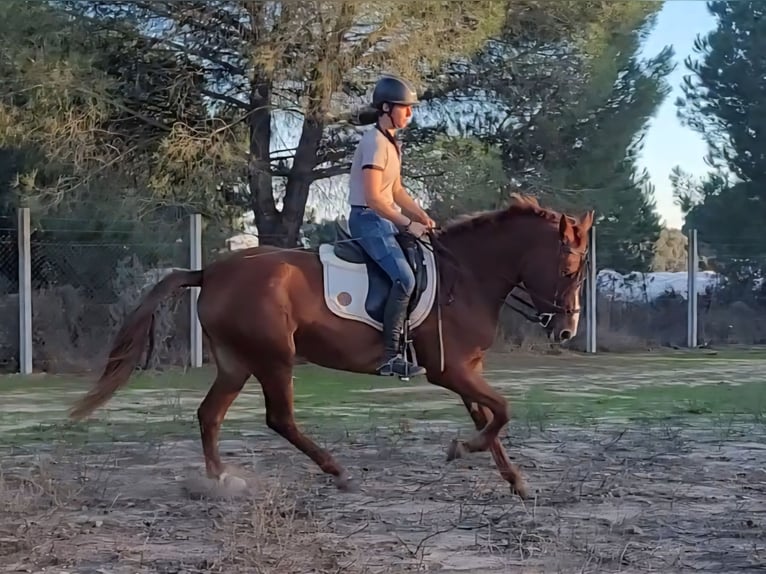 Koń andaluzyjski Klacz 4 lat 150 cm Kasztanowata in Almonte