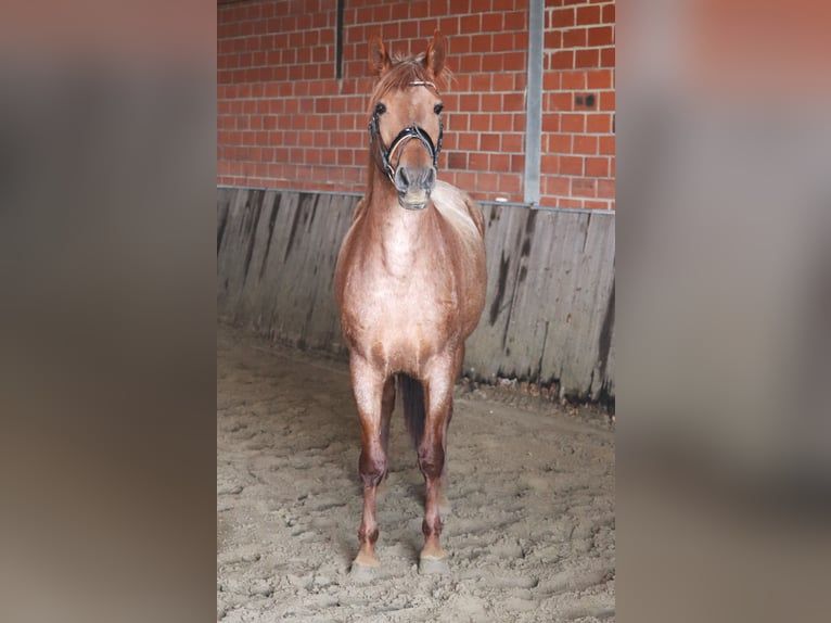 Koń andaluzyjski Mix Klacz 4 lat 150 cm Kasztanowatodereszowata in Uelsen