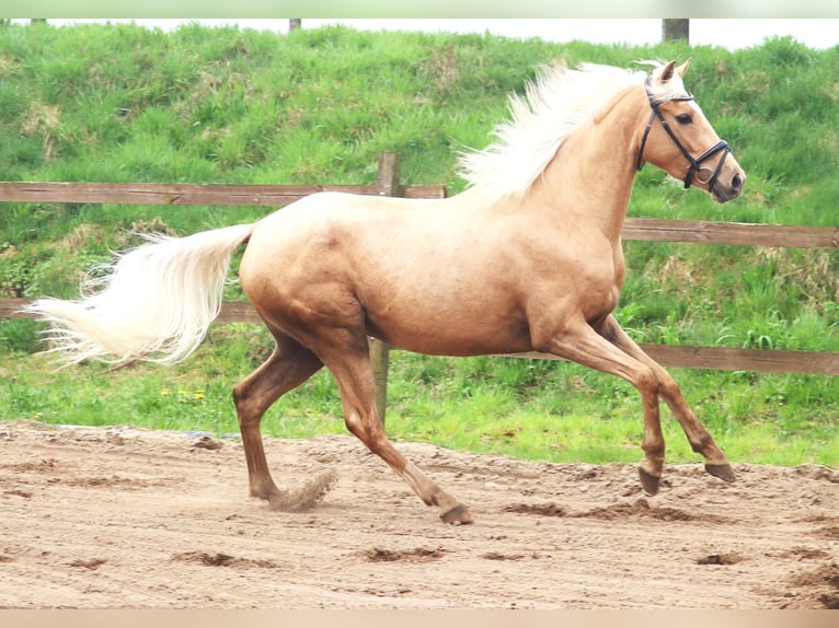 Koń andaluzyjski Mix Klacz 4 lat 150 cm Perłowa in Uelsen