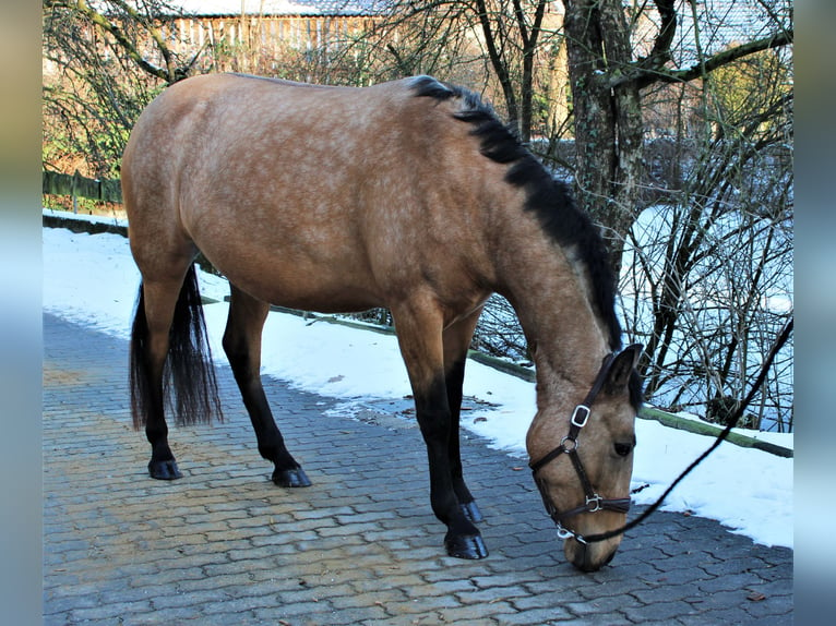 Koń andaluzyjski Klacz 4 lat 151 cm Jelenia in Bielefeld