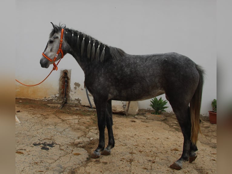 Koń andaluzyjski Klacz 4 lat 152 cm Siwa in Vejer de la Frontera