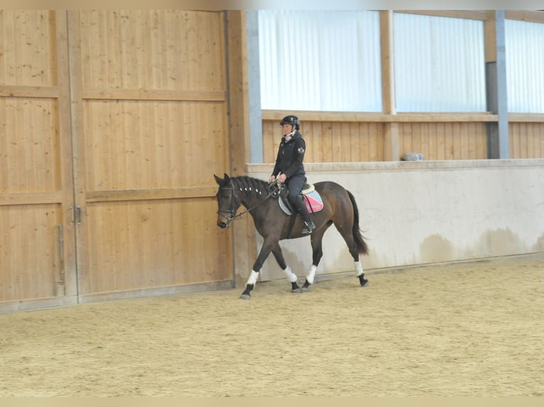 Koń andaluzyjski Klacz 4 lat 155 cm Ciemnogniada in Wellheim