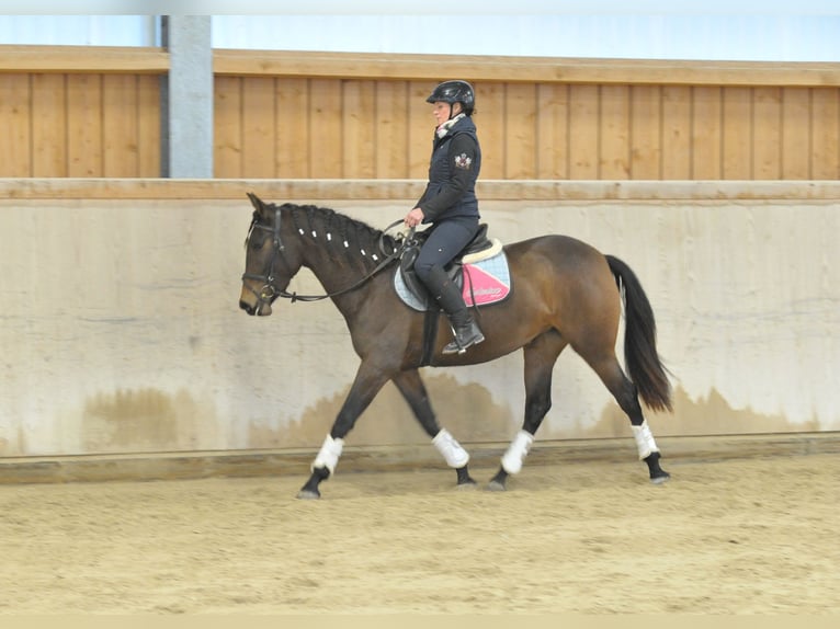 Koń andaluzyjski Klacz 4 lat 155 cm Ciemnogniada in Wellheim