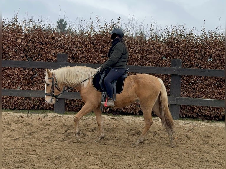 Koń andaluzyjski Klacz 4 lat 155 cm Izabelowata in Daleiden