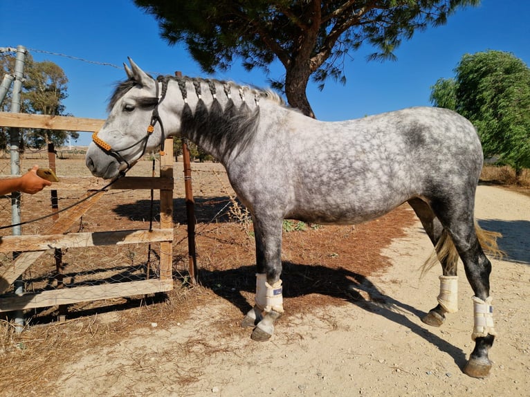 Koń andaluzyjski Klacz 4 lat 156 cm Siwa jabłkowita in Cadiz