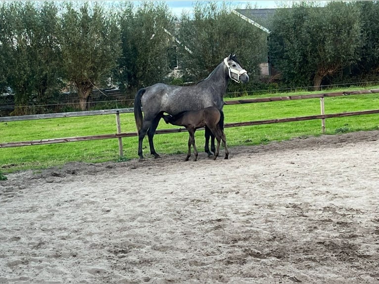 Koń andaluzyjski Mix Klacz 4 lat 156 cm Stalowosiwy in Oudewater