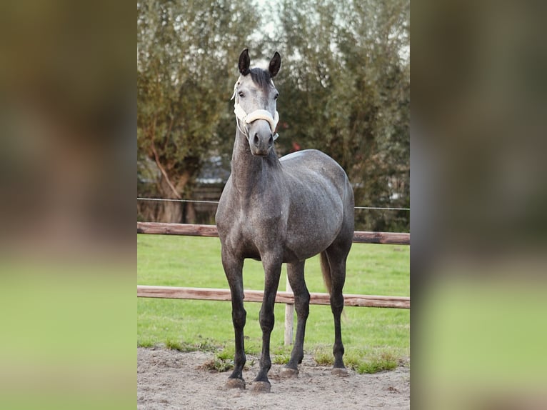 Koń andaluzyjski Mix Klacz 4 lat 156 cm Stalowosiwy in Oudewater