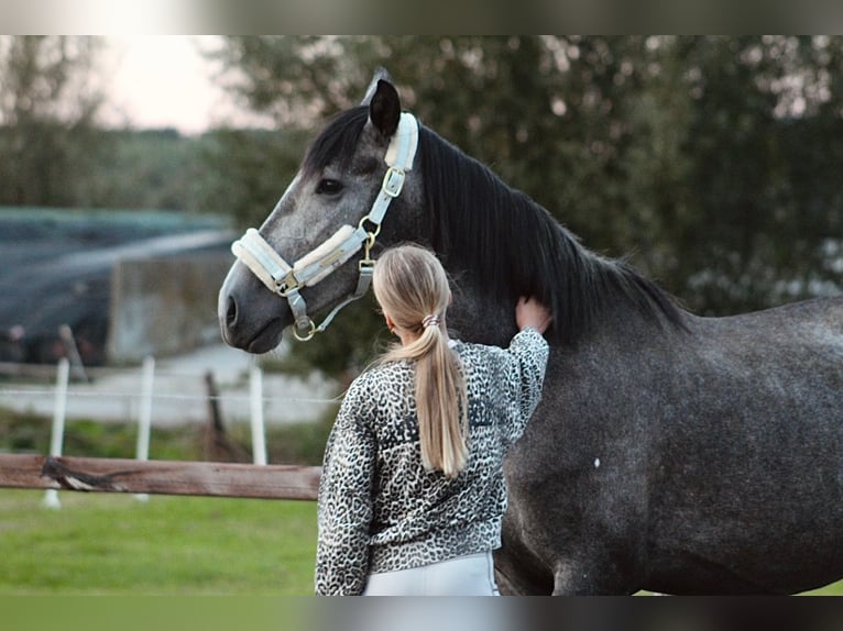 Koń andaluzyjski Mix Klacz 4 lat 156 cm Stalowosiwy in Oudewater