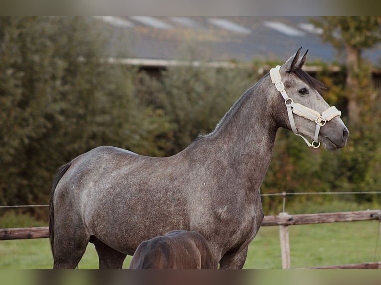 Koń andaluzyjski Mix Klacz 4 lat 156 cm Stalowosiwy in Oudewater