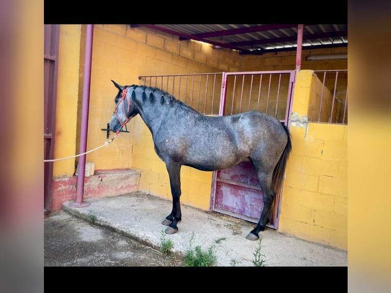 Koń andaluzyjski Mix Klacz 4 lat 156 cm Stalowosiwy in Oudewater