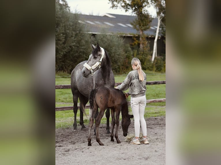 Koń andaluzyjski Mix Klacz 4 lat 156 cm Stalowosiwy in Oudewater