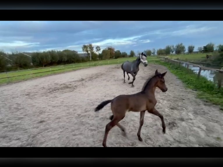 Koń andaluzyjski Mix Klacz 4 lat 156 cm Stalowosiwy in Oudewater