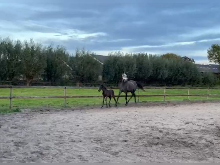 Koń andaluzyjski Mix Klacz 4 lat 156 cm Stalowosiwy in Oudewater