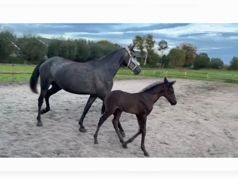 Koń andaluzyjski Mix Klacz 4 lat 156 cm Stalowosiwy in Oudewater