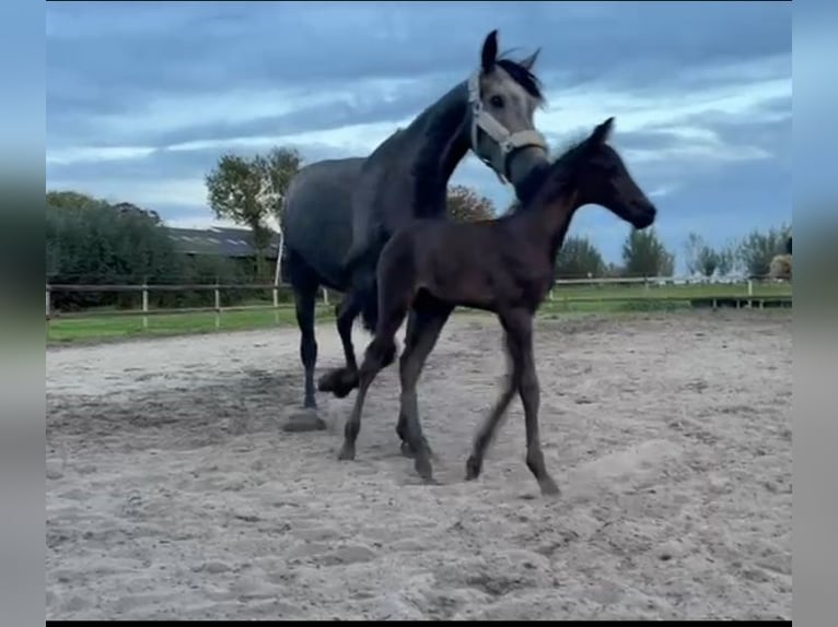 Koń andaluzyjski Mix Klacz 4 lat 156 cm Stalowosiwy in Oudewater