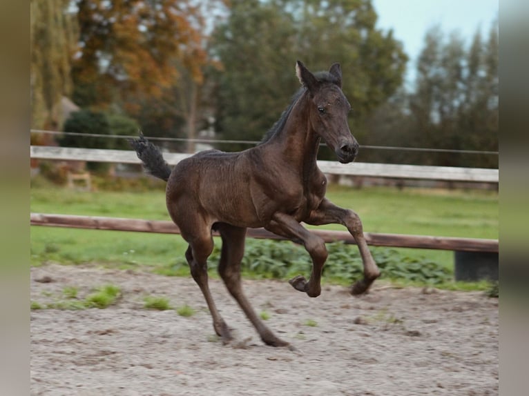 Koń andaluzyjski Mix Klacz 4 lat 156 cm Stalowosiwy in Oudewater