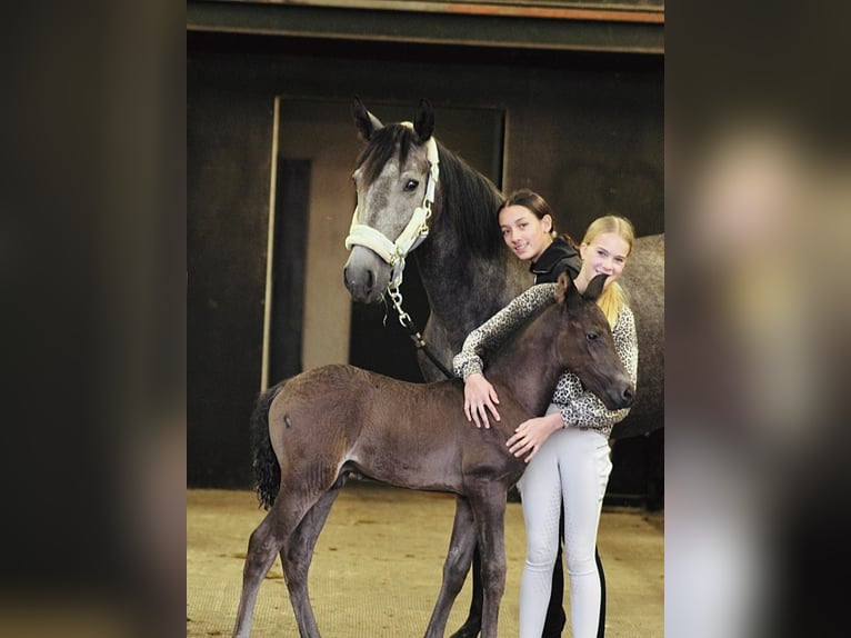 Koń andaluzyjski Mix Klacz 4 lat 156 cm Stalowosiwy in Oudewater