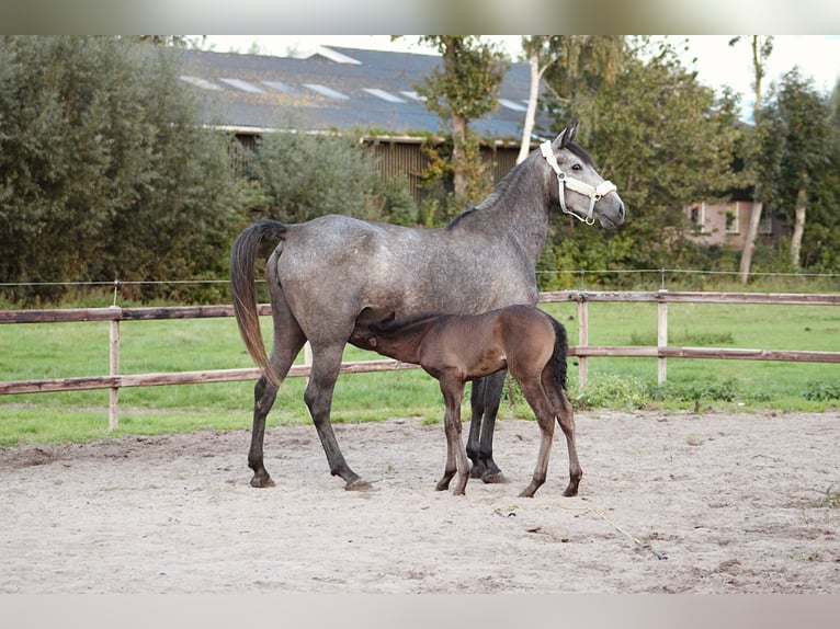 Koń andaluzyjski Mix Klacz 4 lat 156 cm Stalowosiwy in Oudewater