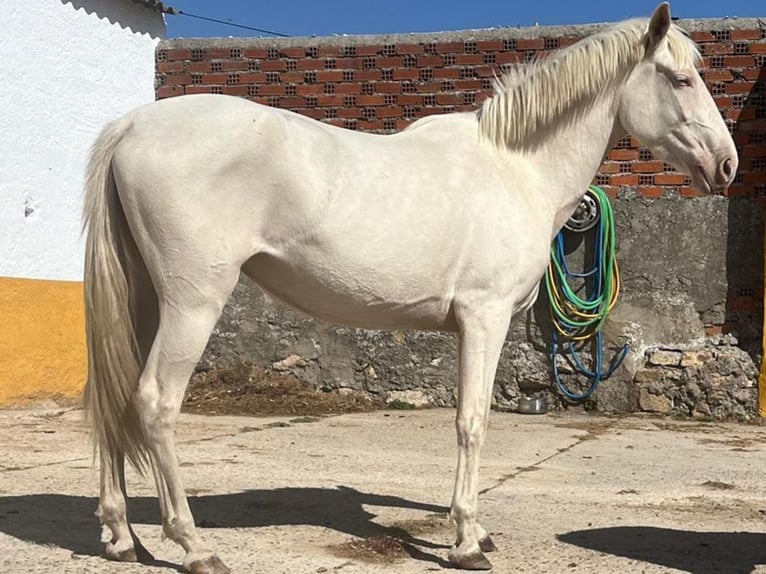 Koń andaluzyjski Klacz 4 lat 157 cm Cremello in Cacéres