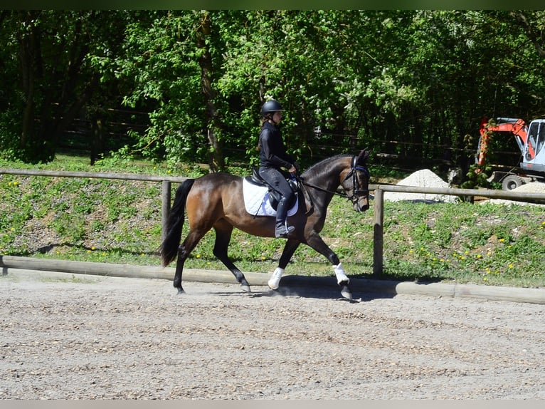 Koń andaluzyjski Klacz 4 lat 158 cm Ciemnogniada in Wellheim