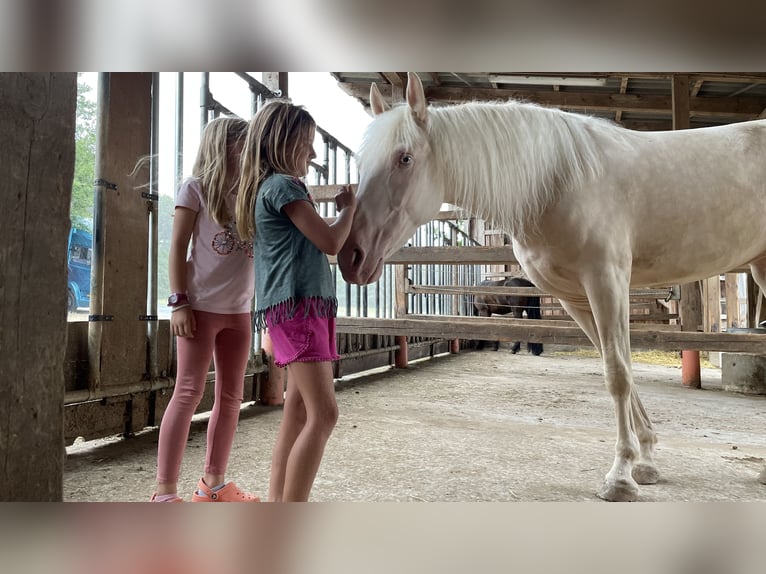 Koń andaluzyjski Klacz 4 lat 159 cm Cremello in Parsberg