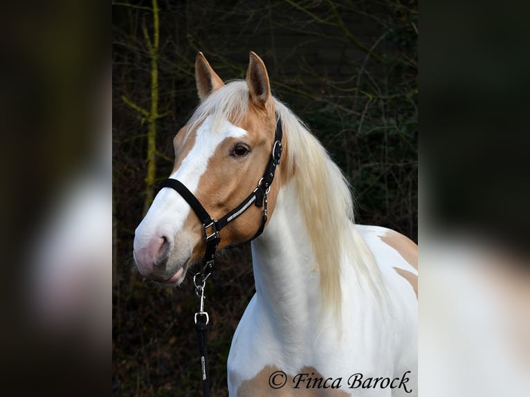Koń andaluzyjski Mix Klacz 4 lat 161 cm Srokata in Wiebelsheim
