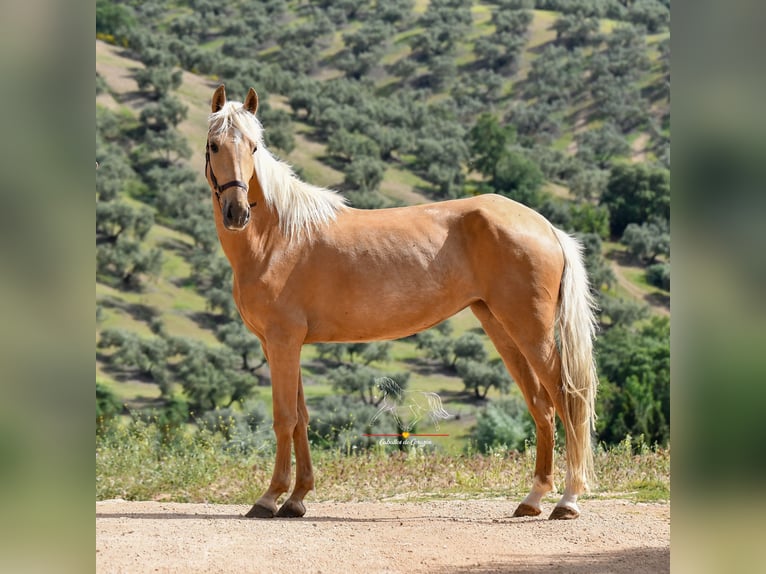 Koń andaluzyjski Klacz 4 lat 163 cm Izabelowata in Malaga