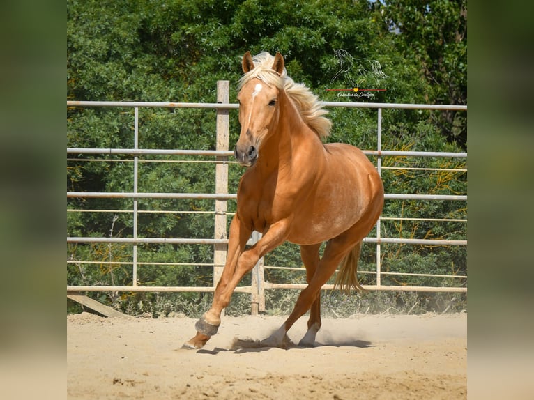 Koń andaluzyjski Klacz 4 lat 163 cm Izabelowata in Malaga