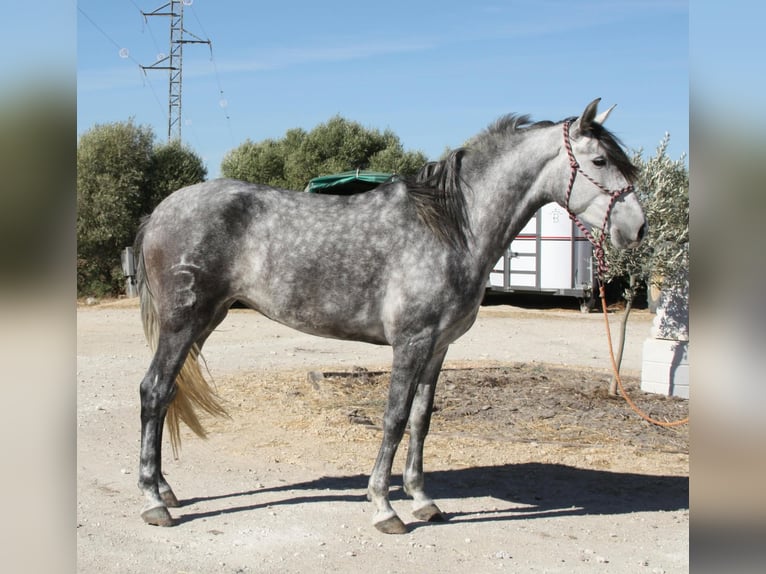 Koń andaluzyjski Klacz 4 lat 164 cm Siwa in Vejer de la Frontera
