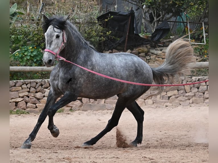 Koń andaluzyjski Klacz 4 lat 170 cm Siwa in Menorca