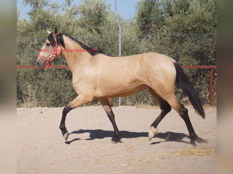 Koń andaluzyjski Klacz 4 lat Bułana in Pruna