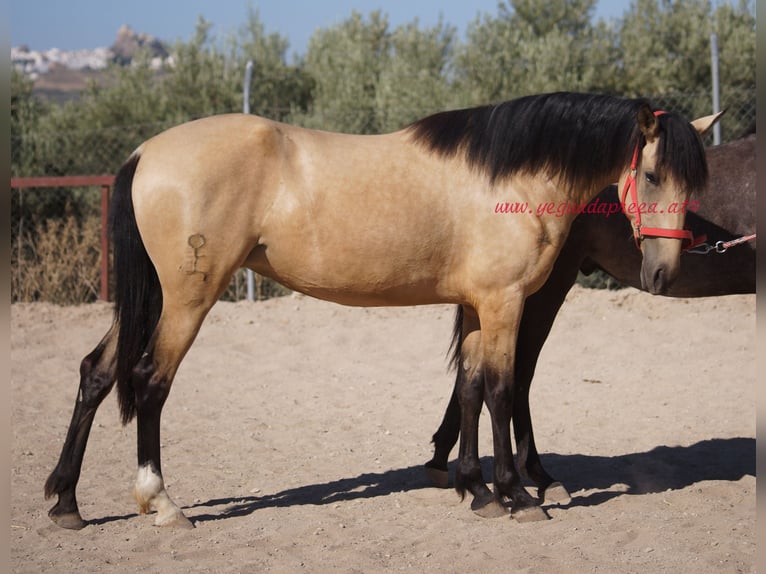Koń andaluzyjski Klacz 4 lat Bułana in Pruna