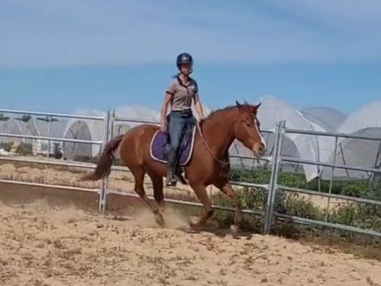 Koń andaluzyjski Klacz 5 lat 151 cm Kasztanowata in Almonte