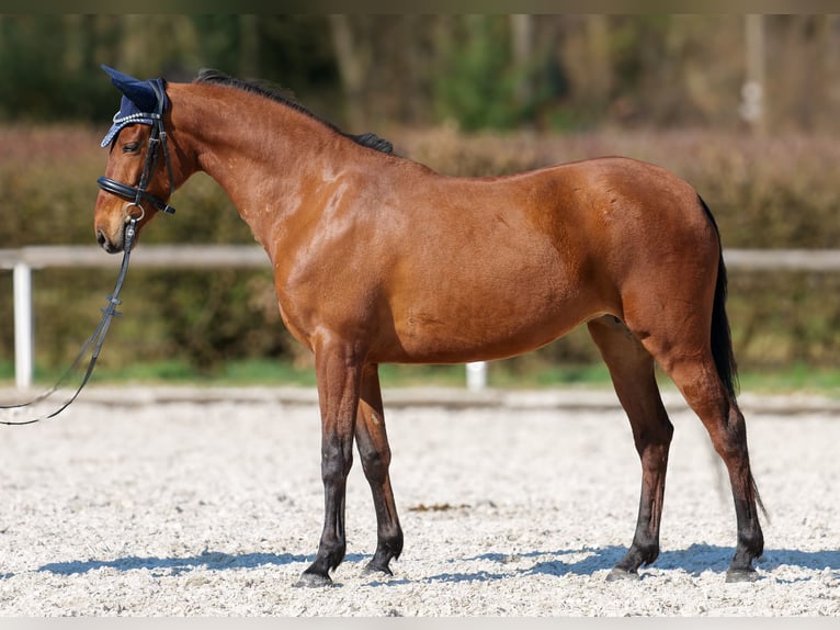 Koń andaluzyjski Klacz 5 lat 152 cm Gniada in Neustadt (Wied)