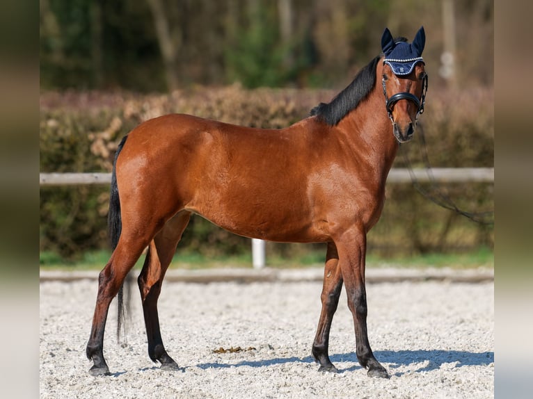 Koń andaluzyjski Klacz 5 lat 152 cm Gniada in Neustadt (Wied)
