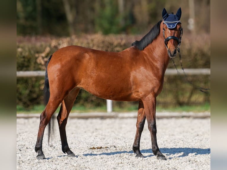 Koń andaluzyjski Klacz 5 lat 152 cm Gniada in Neustadt (Wied)