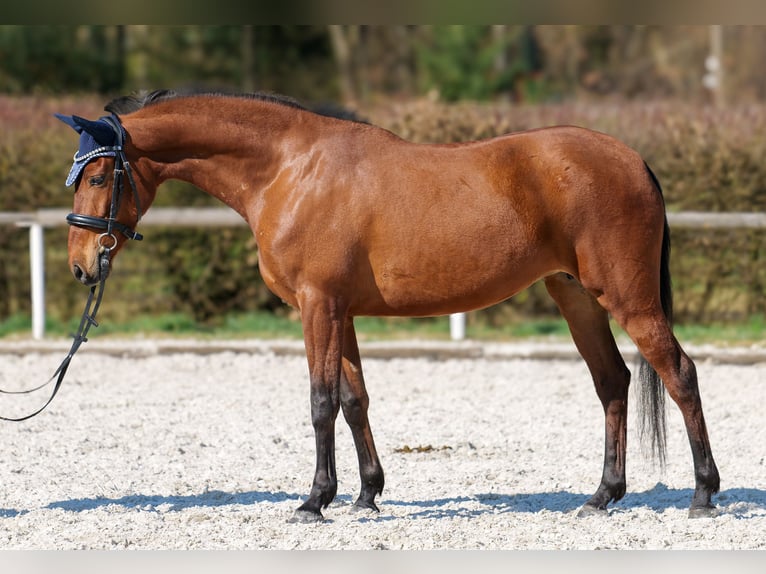 Koń andaluzyjski Klacz 5 lat 152 cm Gniada in Neustadt (Wied)