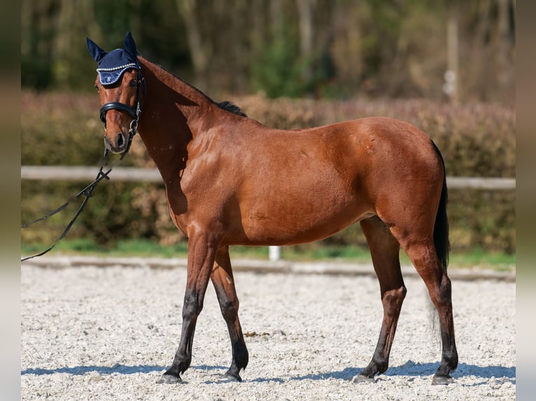 Koń andaluzyjski Klacz 5 lat 152 cm Gniada in Neustadt (Wied)