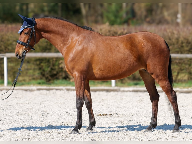 Koń andaluzyjski Klacz 5 lat 152 cm Gniada in Neustadt (Wied)