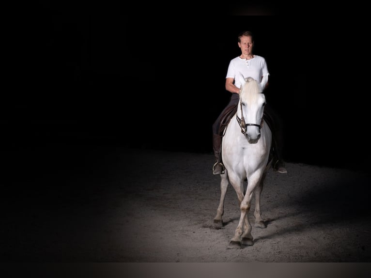Koń andaluzyjski Mix Klacz 5 lat 154 cm Siwa jabłkowita in Scharnstein