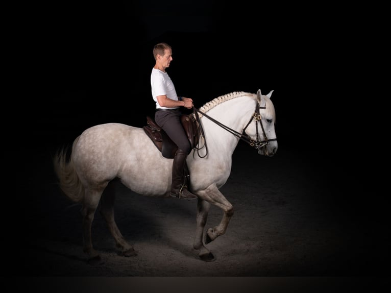 Koń andaluzyjski Mix Klacz 5 lat 154 cm Siwa jabłkowita in Scharnstein