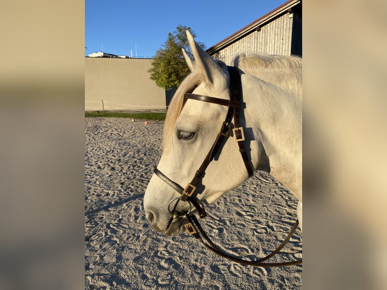 Koń andaluzyjski Mix Klacz 5 lat 154 cm Siwa jabłkowita in Scharnstein