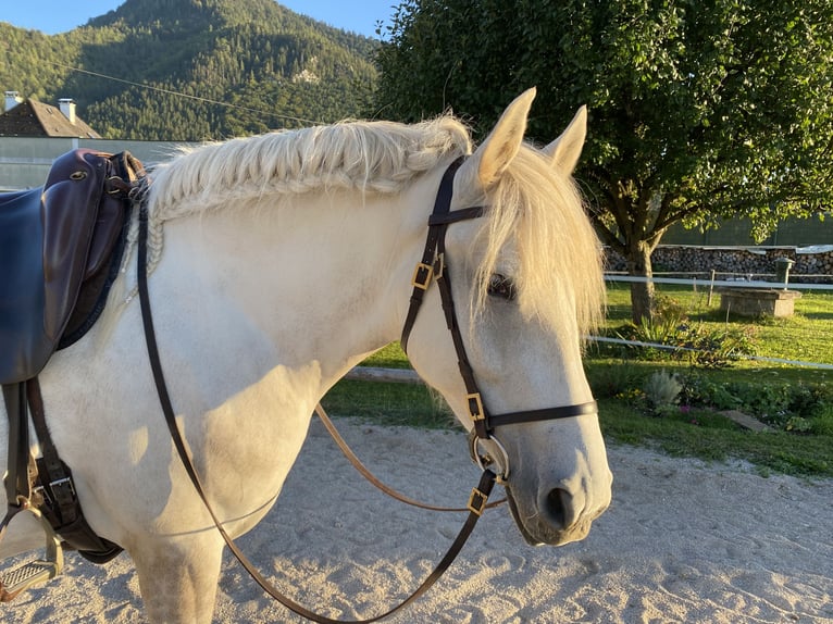 Koń andaluzyjski Mix Klacz 5 lat 154 cm Siwa jabłkowita in Scharnstein