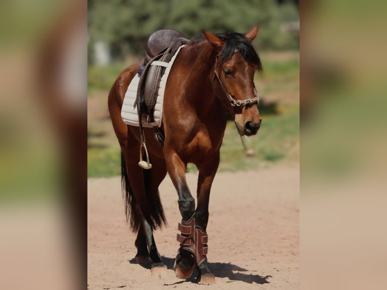 Koń andaluzyjski Mix Klacz 5 lat 155 cm Jasnogniada in Valencia