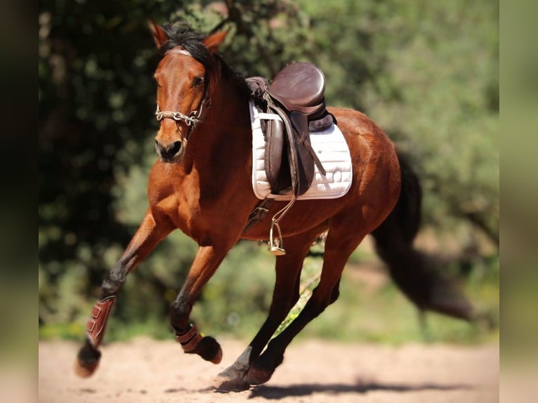 Koń andaluzyjski Mix Klacz 5 lat 155 cm Jasnogniada in Valencia