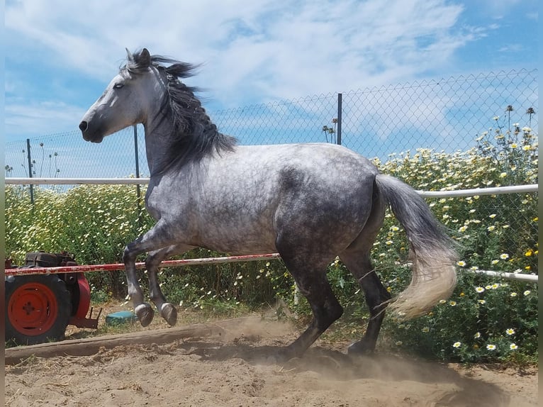 Koń andaluzyjski Klacz 5 lat 155 cm Siwa jabłkowita in Vejer de la Frontera