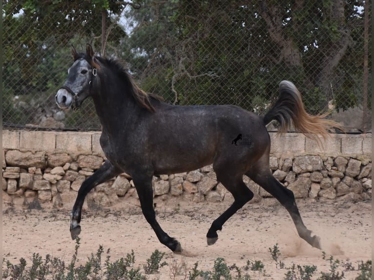 Koń andaluzyjski Klacz 5 lat 155 cm Siwa in Mallorca