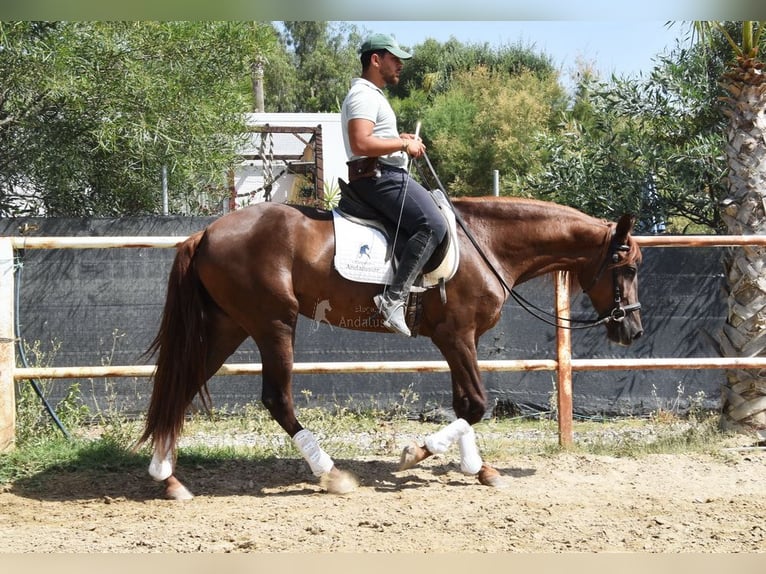 Koń andaluzyjski Klacz 5 lat 157 cm Kasztanowata in Provinz Malaga