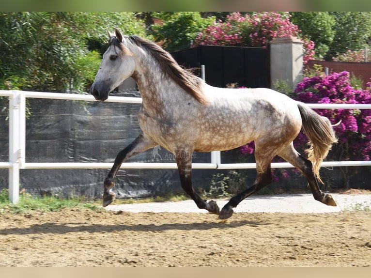 Koń andaluzyjski Klacz 5 lat 157 cm Siwa in Provinz Malaga