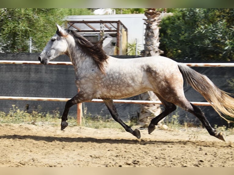 Koń andaluzyjski Klacz 5 lat 157 cm Siwa in Provinz Malaga